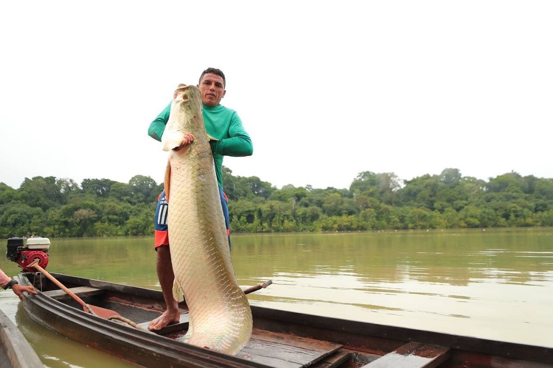 Em três anos, acordos de pesca no Amazonas aumentam mais de 40%; entenda importância do regulamento