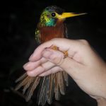 Surgimento de pequenos rios influencia linhagem de aves na Amazônia
