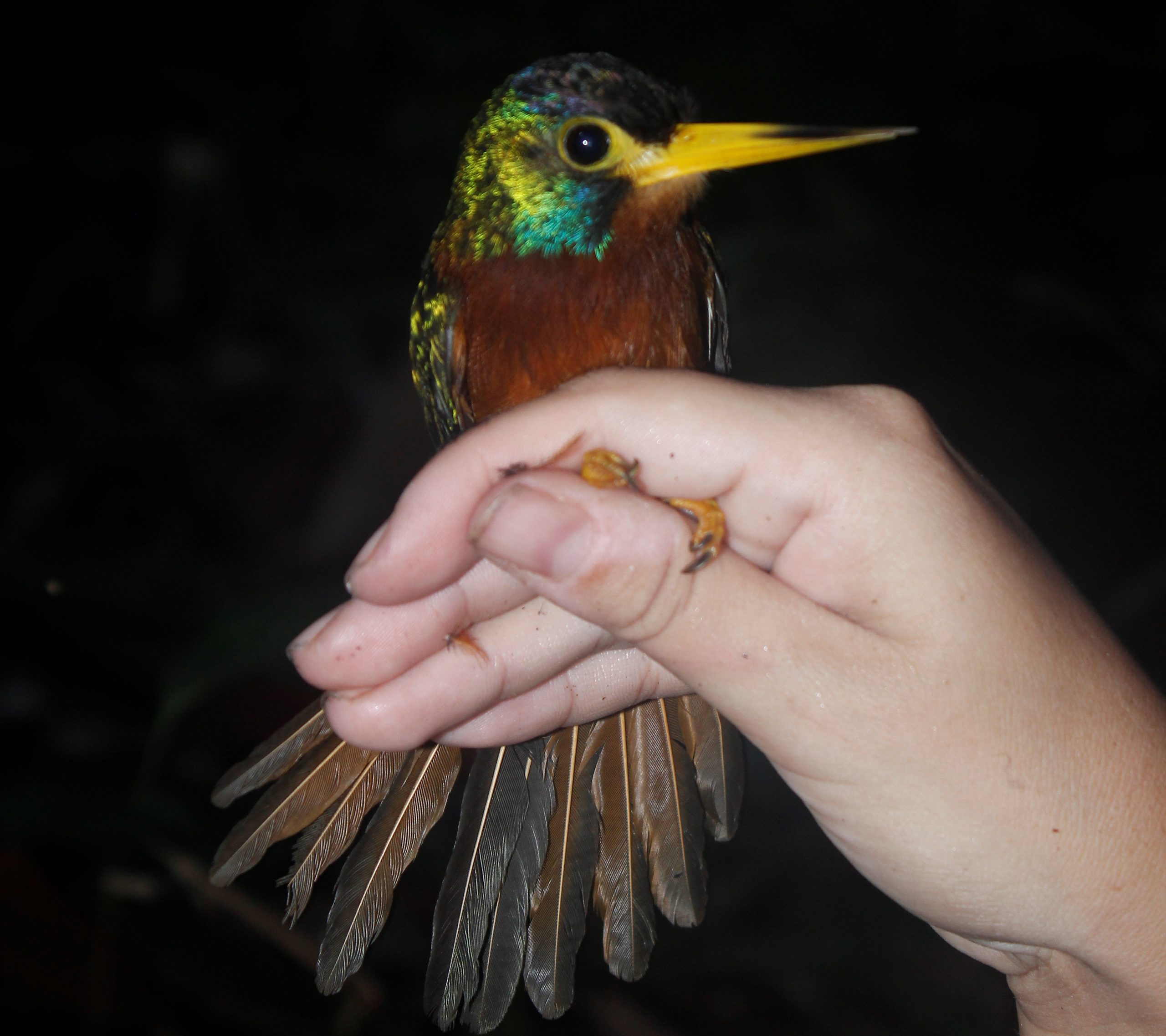 Surgimento de pequenos rios influencia linhagem de aves na Amazônia