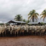 Atualização de rebanhos tem novo calendário oficial no Amazonas, alerta Adaf