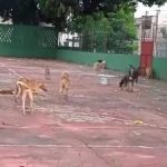 Mulher é presa após PM encontrar 16 cachorros em situação de maus-tratos em Flores