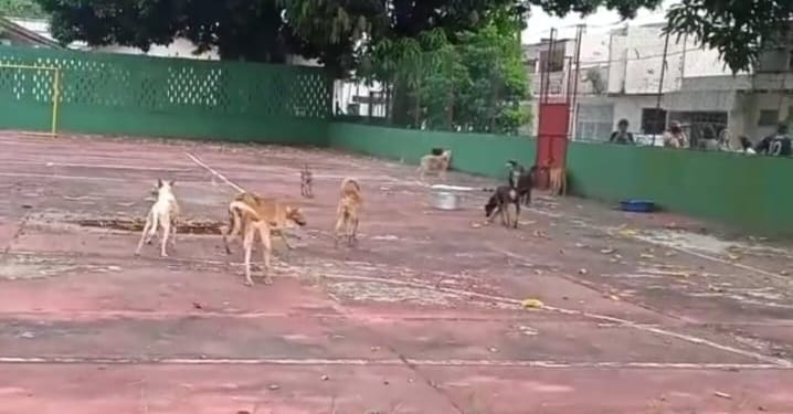 Mulher é presa após PM encontrar 16 cachorros em situação de maus-tratos em Flores