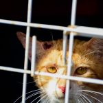 Prefeitura anuncia busca ativa de casos de esporotricose em gatos de Manaus