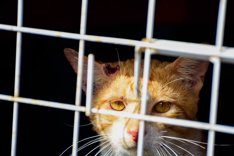 Prefeitura anuncia busca ativa de casos de esporotricose em gatos de Manaus