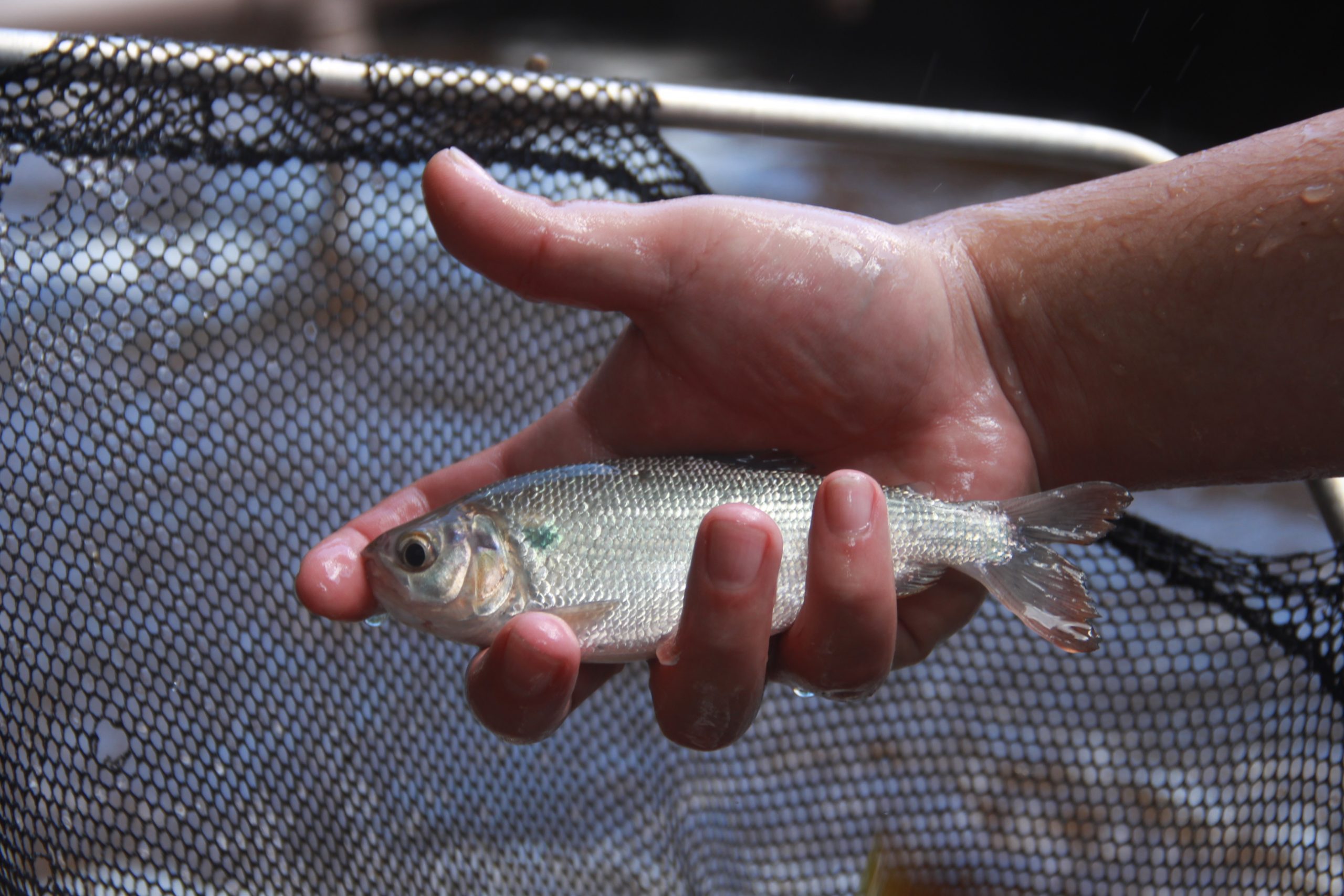 Inpa abre inscrições para curso sobre criação de peixes amazônicos