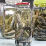 Serpentes, escorpiões e aranhas lideram acidentes com animais peçonhentos no Amazonas