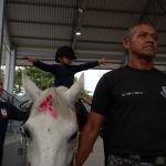 Equoterapia da PMAM ampliará vagas após aquisição de cavalos