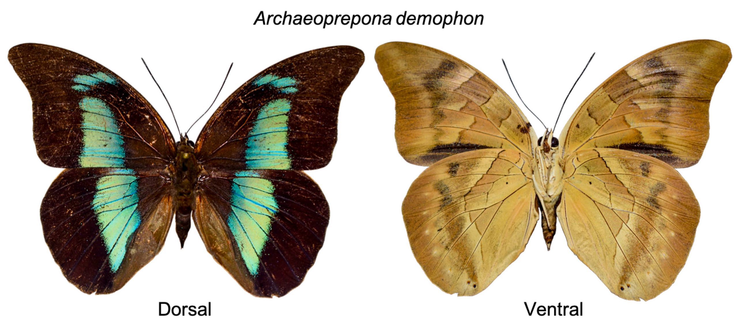 Estudo identifica mais de duas mil borboletas no Amazonas