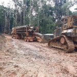 Defeso Florestal começa domingo no Amazonas