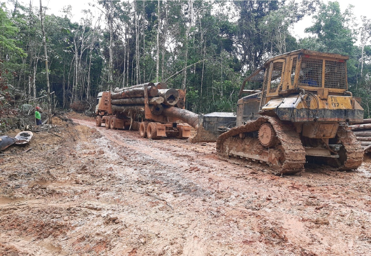 Defeso Florestal começa domingo no Amazonas