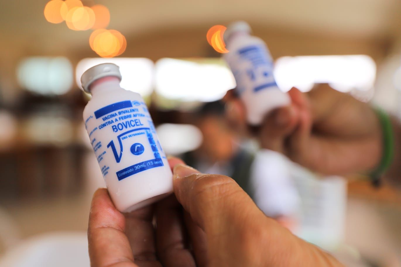 Nesta primeira etapa da campanha Amazonas Sem Febre Aftosa devem ser vacinados bovídeos de todas as idades