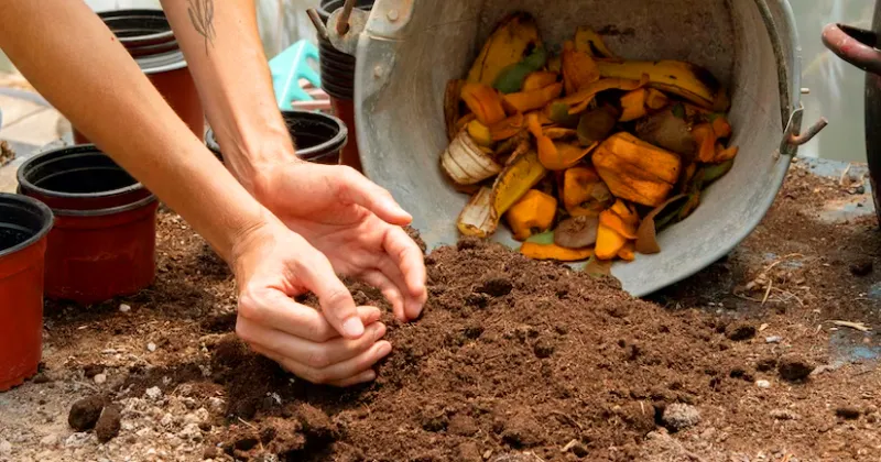 Publicação gratuita do Instituto de Química de São Carlos da USP explica de maneira simples e didática como transformar os resíduos orgânicos em adubo e nutrientes para plantas