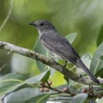 Amazonastur participa da maior feira do segmento de birdwatching do Brasil e destaca as dicas para iniciar a prática turística