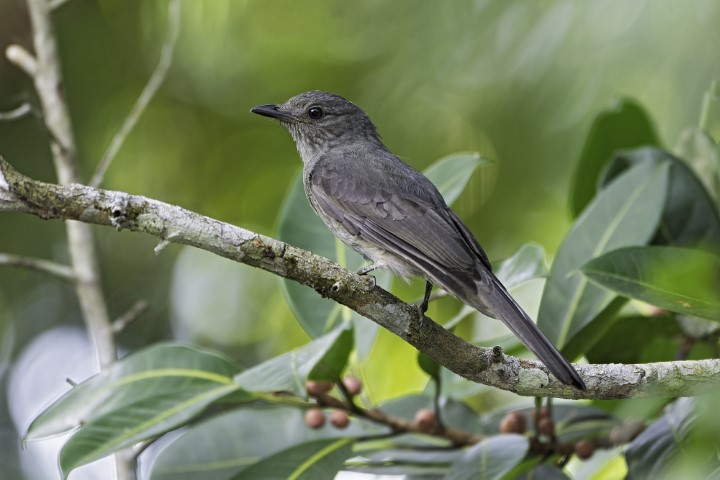 Amazonastur participa da maior feira do segmento de birdwatching do Brasil e destaca as dicas para iniciar a prática turística