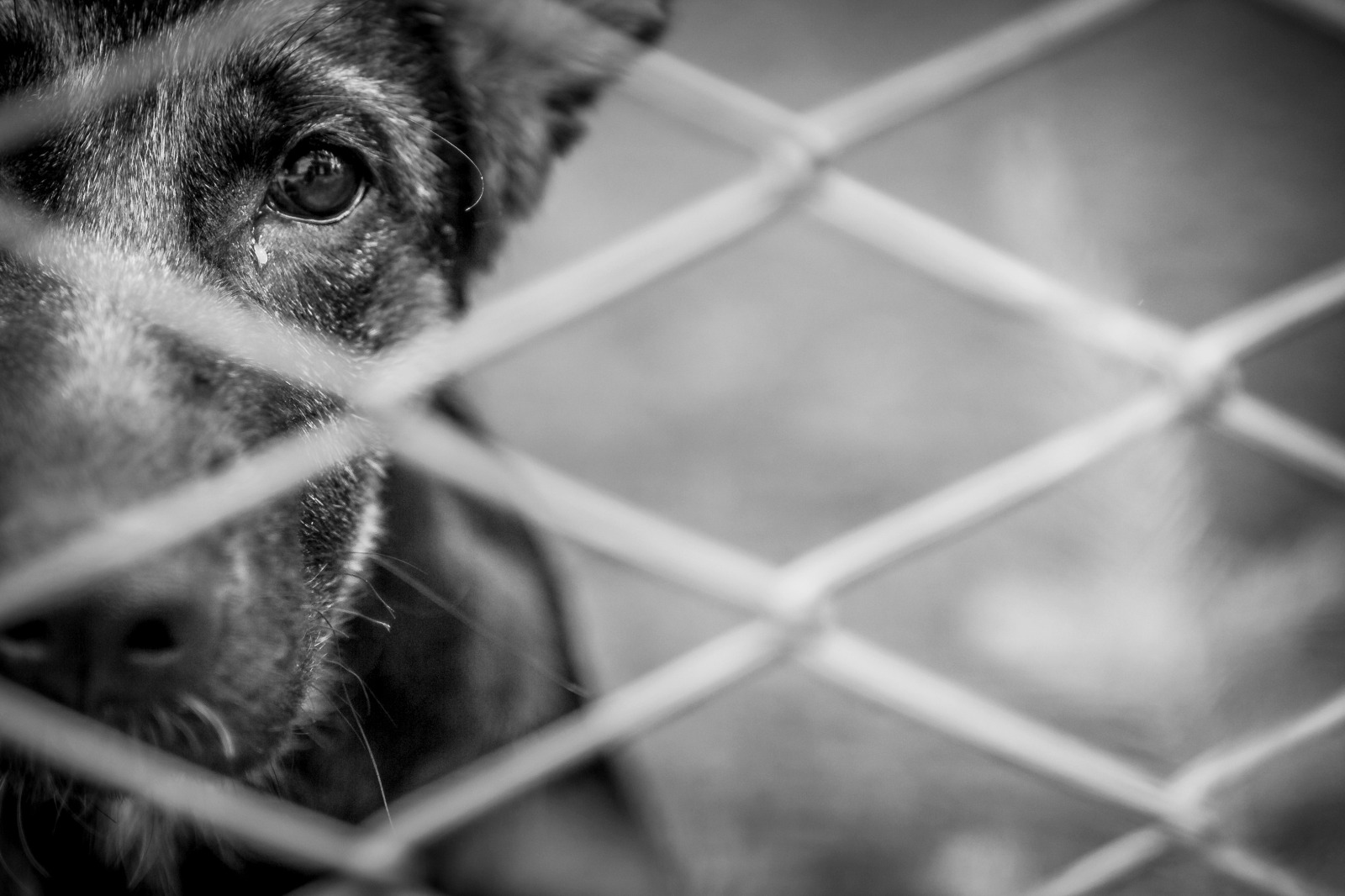 A pena restritiva de direito consistirá no fornecimento de equipamentos para adestramento de cães, bem como de EPIs à Companhia Independente de Policiamento com Cães da PMAM.