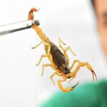 Segundo dados da Secretária de Saúde do DF, em 2022, foram registrados 2.187 casos de acidentes com escorpiões - Divulgação/Ministério da Saúde