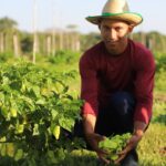 O programa de compras de alimentos incentiva a agricultura familiar, promove a organização produtiva e econômica no meio rural