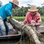 Iniciativa tem como objetivo inserir o gigantesco peixe Amazônico no mercado internacional
