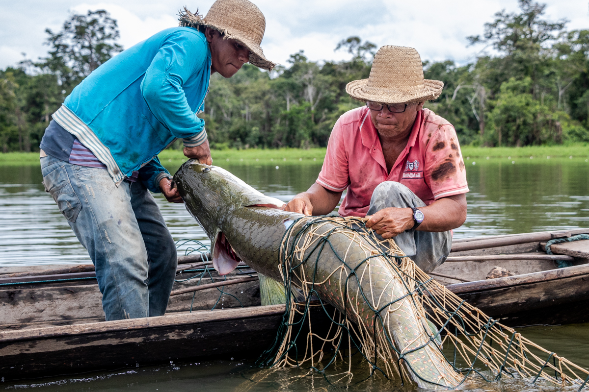 Iniciativa tem como objetivo inserir o gigantesco peixe Amazônico no mercado internacional