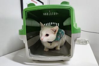 Especialista em felinos, a médica veterinária Ludmila Andrade dá dicas de como se preparar para a chegada de um bichano com limitações físicas