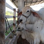 Vacinação começa amanhã (1º/11) e contempla animais de até 24 meses