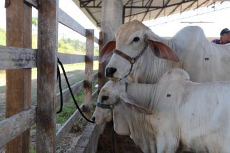 Vacinação começa amanhã (1º/11) e contempla animais de até 24 meses