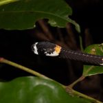 Cobra na Amazônia vocaliza