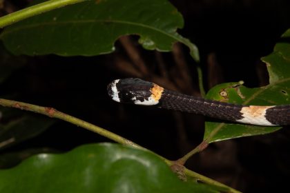 Cobra na Amazônia vocaliza