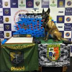 As drogas foram localizadas com o auxílio da cadela policial Havana