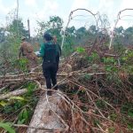 Crimes ambientais no amazonas mobilizam autoridades