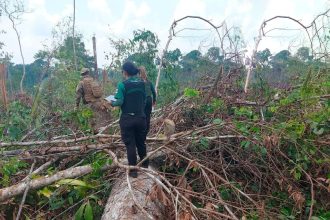 Crimes ambientais no amazonas mobilizam autoridades
