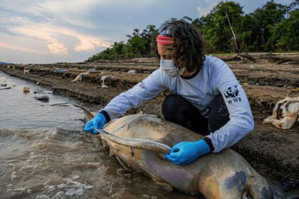 Botos no Amazonas vítimas da seca