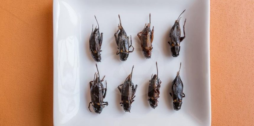 Pesquisa realizada pela Unicamp entrevistou 780 brasileiros de todas as regiĂ”es do paĂs; cientistas desenvolveram um concentrado proteico e uma farinha Ă  base de grilos.