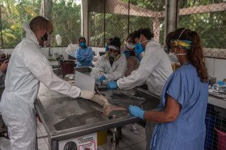 Necropsia de Boto Tucuxi (Sotalia fluviatilis) no Instituto de Desenvolvimento Sustentável Mamirauá (IDSM) em Tefé (AM).Crédito - Jacqueline Lisboa/WWF-Brasil