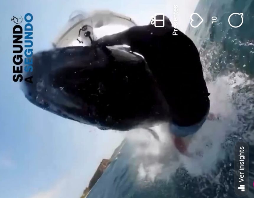 Surfista atropelado por baleia