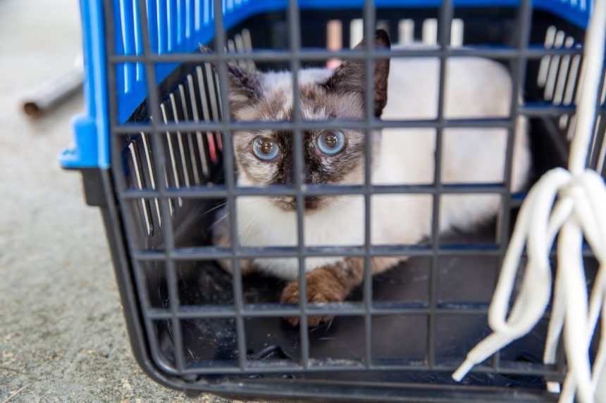 Centro de zoonoses anuncia castração gratuita de cães e gatos