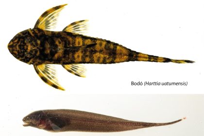 Peixes foram extintos com hidrelétrica no Amazonas