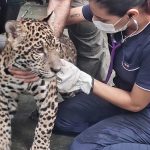 Filhote de onça tratado como ‘pet’ no interior chega em Manaus