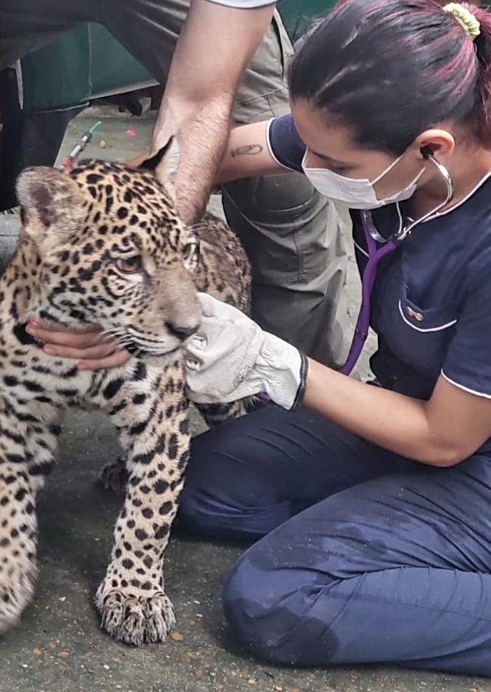 Filhote de onça tratado como ‘pet’ no interior chega em Manaus