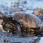 Amazonas Energia denunciada por poluição de rios no interior