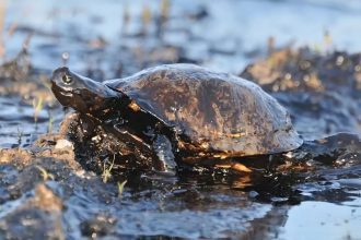 Amazonas Energia denunciada por poluição de rios no interior