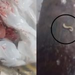 Vídeo mostra jaraqui infestado de vermes