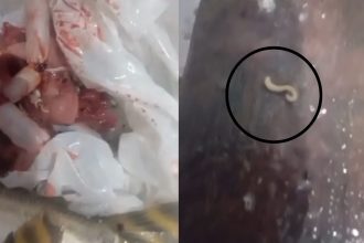 VÃdeo mostra jaraqui infestado de vermes