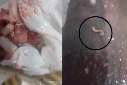 Vídeo mostra jaraqui infestado de vermes