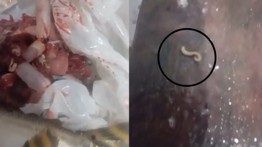 Vídeo mostra jaraqui infestado de vermes