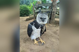 Gavião-real resgatado pelo IBAMA