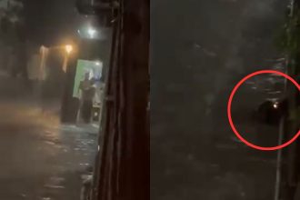 Vídeo: moradores encontram jacaré em rua de Manaus