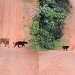 Vídeo mostra onças-pintadas em Parintins