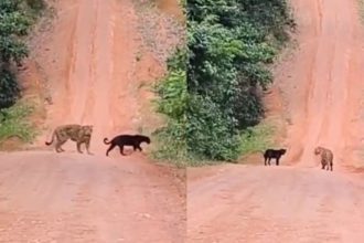 Vídeo mostra onças-pintadas em Parintins