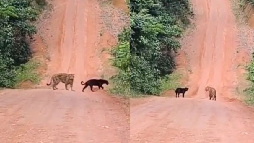 Vídeo mostra onças-pintadas em Parintins